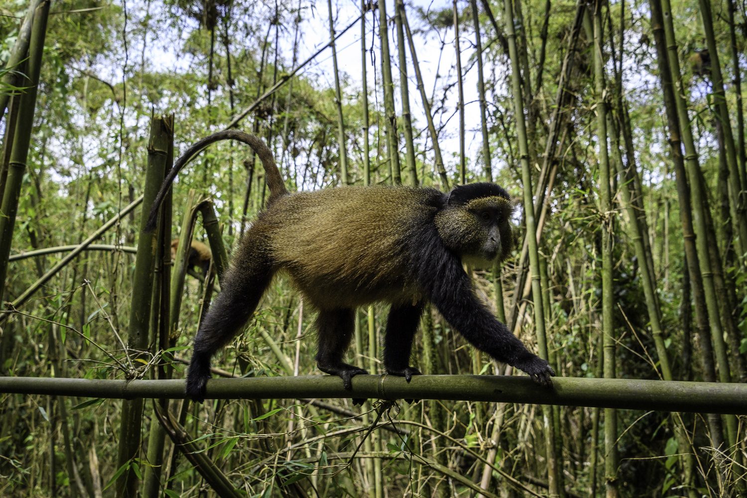 Primate Tracking